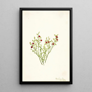 Mary Vaux Walcott - Grouse Whortleberry Vaccinium scoparium.webp