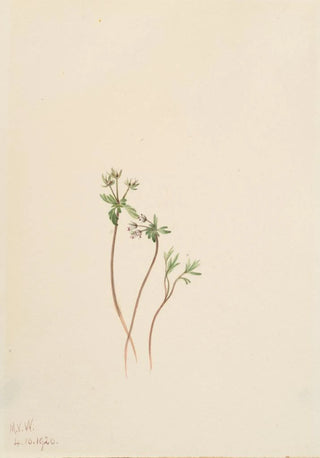 Mary Vaux Walcott - Harbinger of Spring Erigenia bulbosa.webp