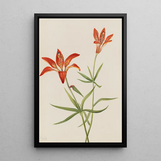 Mary Vaux Walcott - Lily Lilium montanum.webp