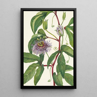 Mary Vaux Walcott - Maypop Passiflora incarnata.webp