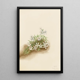 Mary Vaux Walcott - Moss Pink Phlox subulate.webp