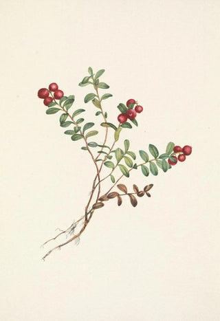 Mary Vaux Walcott - Mountain Cranberry fruit Vaccinium vitisidaea minus.webp