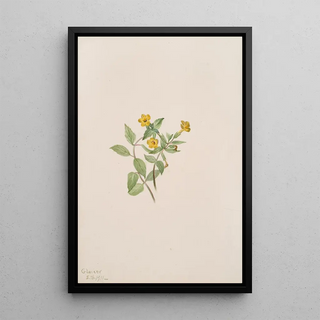 Mary Vaux Walcott - MuskFlower Mimulus moschatus.webp