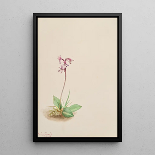 Mary Vaux Walcott - Orchis Orchis rotundifolia.webp