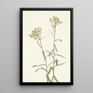 Mary Vaux Walcott - Pearl Everlasting Anaphalis margaritacea.webp