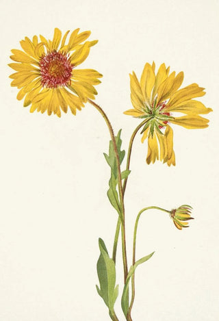 Mary Vaux Walcott - Perennial Gaillardia Gaillardia aristata.webp