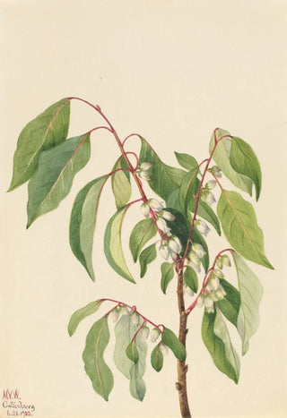 Mary Vaux Walcott - Persimmon Diospyros virginiana.webp