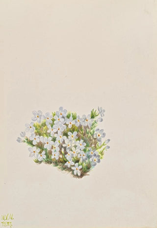 Mary Vaux Walcott - Phlox Phlox caespitosa.webp