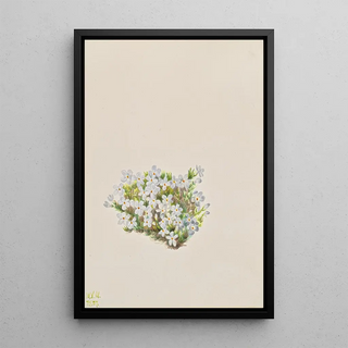 Mary Vaux Walcott - Phlox Phlox caespitosa.webp