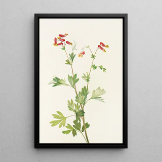 Mary Vaux Walcott - Pink Fumeroot Capnoides sempervirens.webp