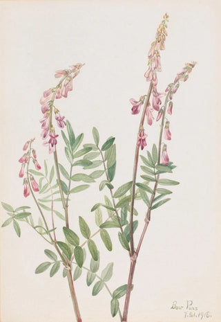 Mary Vaux Walcott - Pink Hedysarum Hedysarum americanum.webp