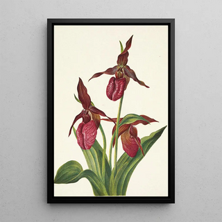 Mary Vaux Walcott - Pink Ladyslipper Cypripedium acaule.webp