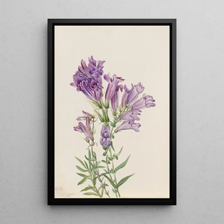 Mary Vaux Walcott - Purple Pentstemon Pentstemon lyallii.webp
