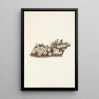 Mary Vaux Walcott - Pyxie Pyxidanthera barbulata.webp