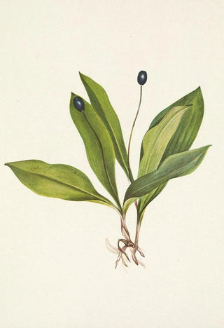Mary Vaux Walcott - Queencup fruit Clintonia uniflora.webp