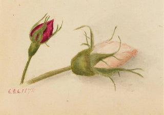 Mary Vaux Walcott - Rosebuds.webp