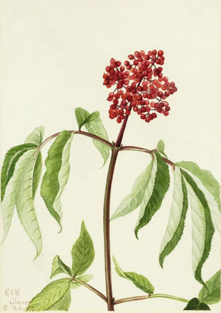 Mary Vaux Walcott - Scarlet Elder Sambucus pubens.webp