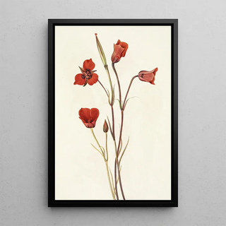 Mary Vaux Walcott - Scarlet Mariposa Calochortus kennedyi.webp