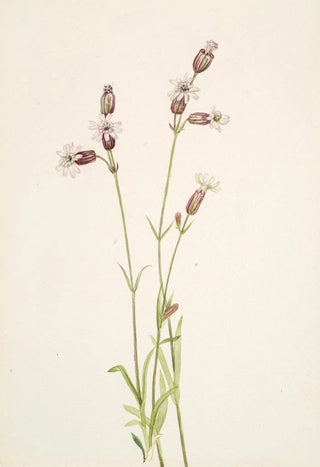 Mary Vaux Walcott - Silene multicaulis.webp