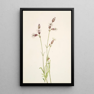 Mary Vaux Walcott - Silene multicaulis.webp