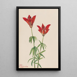 Mary Vaux Walcott - Wood Lily Lilium philadelphicum.webp