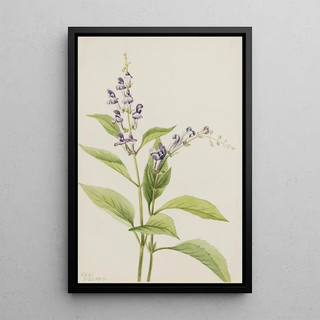 Mary Vaux Walcott - Wood Skullcap Scutellaria serrata.webp