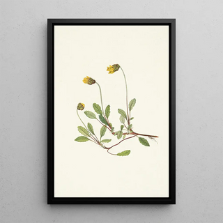 Mary Vaux Walcott - Yellow Dryad flower Dryas drummondii.webp