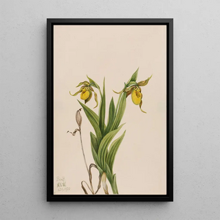 Mary Vaux Walcott - Yellow Ladys Slipper Cypripedium parviflorum.webp