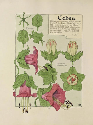 Maurice Pillard Verneuil - Cobea.webp