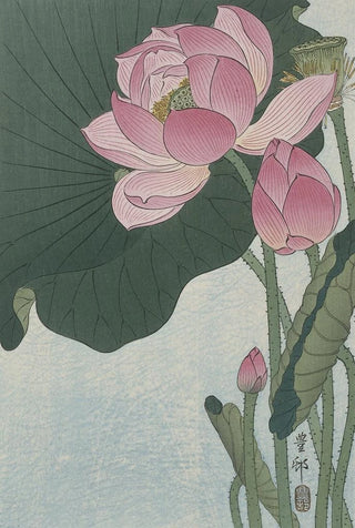 Ohara Koson - Blooming lotus flowers.webp