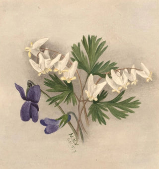 Pantalons de Hollandais Bikukulla cucullaria - Mary Vaux Walcott