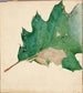 Studie über Oligocentra lignicolor Walker für das Buch Concealing Coloration in the Animal Kingdom - Abbott Handerson Thayer — Ansicht des Kunstwerks