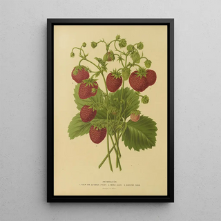 Abraham Jacobus Wendel - Nederlandsche flora en pomona Pl02.webp