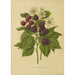 Flore et pomone néerlandaises Pl05 - Abraham Jacobus Wendel — Ansicht des Kunstwerks