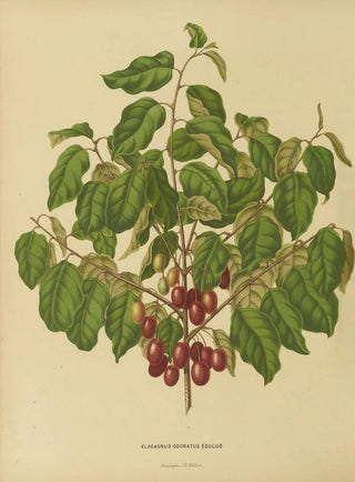 Abraham Jacobus Wendel - Nederlandsche flora en pomona Pl08.webp