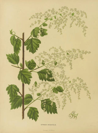 Abraham Jacobus Wendel - Nederlandsche flora en pomona Pl10.webp