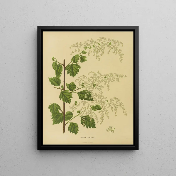 Abraham Jacobus Wendel - Nederlandsche flora en pomona Pl10.webp
