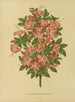 Flore hollandaise et Pomone Pl. 16 - Abraham Jacobus Wendel — Ansicht des Kunstwerks