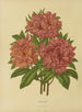 Flore hollandaise et Pomone 17 - Abraham Jacobus Wendel — Ansicht des Kunstwerks