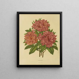 Abraham Jacobus Wendel - Nederlandsche flora en pomona Pl17.webp