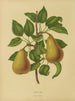 Flore holländische und Pomone PL19 - Abraham Jacobus Wendel — Ansicht des Kunstwerks