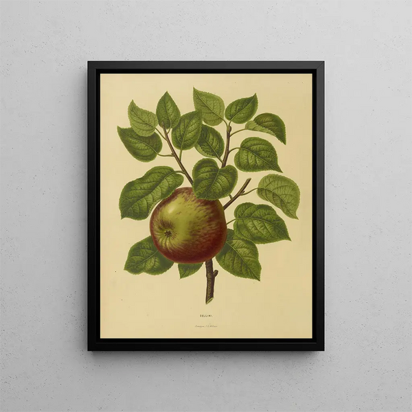 Abraham Jacobus Wendel - Nederlandsche flora en pomona Pl20.webp