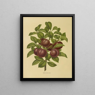 Abraham Jacobus Wendel - Nederlandsche flora en pomona Pl24.webp