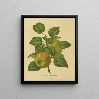 Abraham Jacobus Wendel - Nederlandsche flora en pomona Pl27.webp