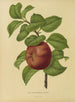 Flore holländische und Pomone PL29 - Abraham Jacobus Wendel — Ansicht des Kunstwerks
