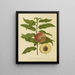 Flore hollandaise et Pomone PL32 - Abraham Jacobus Wendel — gerahmtes Bild an der Wand