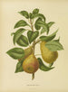 Flore hollandaise et Pomone PL33 - Abraham Jacobus Wendel — Ansicht des Kunstwerks