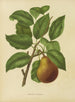 Flore holländische und Pomone PL37 - Abraham Jacobus Wendel — Ansicht des Kunstwerks