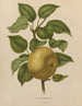 Flore holländische und Pomone PL38 - Abraham Jacobus Wendel — Ansicht des Kunstwerks