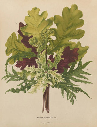 Abraham Jacobus Wendel - Nederlandsche flora en pomona Pl42.webp